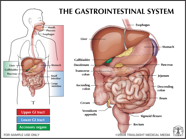 Gastro Intestinal System
