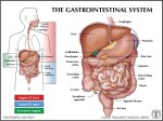 Gastro Intestinal System